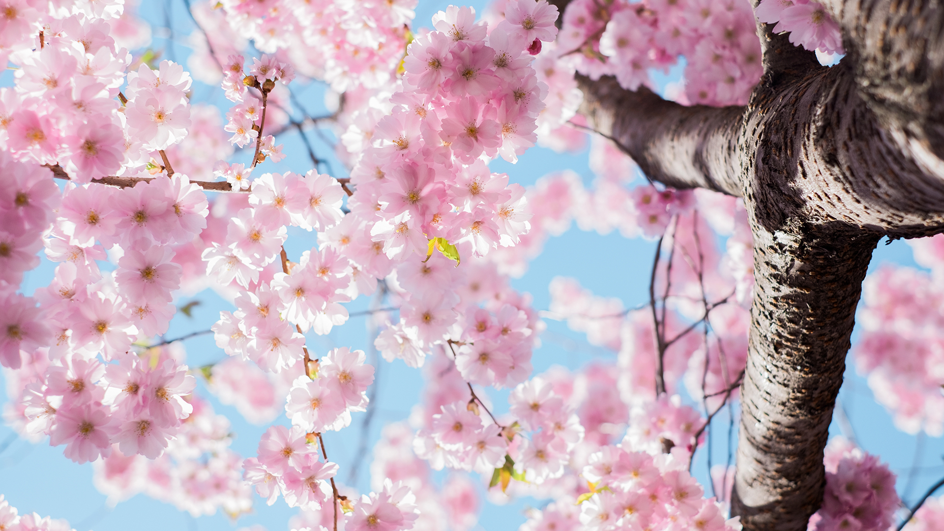 樱花